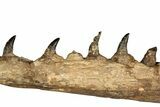 Fossil Mosasaur Jaw From Laayoune, Morocco - New Location #353161-4